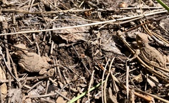 Phrynosoma hernandesi