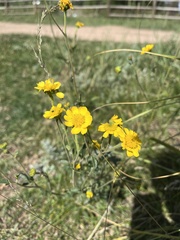 Hymenothrix dissecta