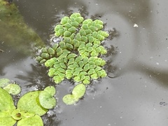Azolla