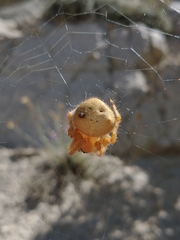 Araneus gemma