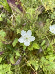 Parnassia glauca