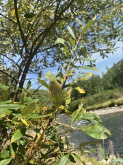 Salix scouleriana