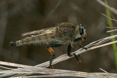 Promachus rufipes