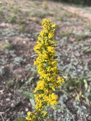 Solidago simplex