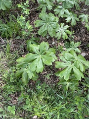Podophyllum peltatum