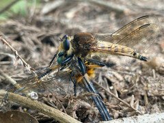Promachus rufipes