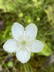 Parnassia glauca