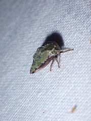 Telamona westcotti