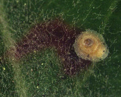 Hemiberlesia rapax