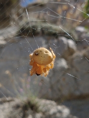 Araneus gemma