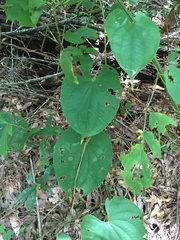 Dioscorea bulbifera