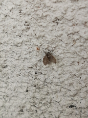 Clogmia albipunctata