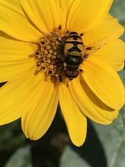 Eristalis transversa