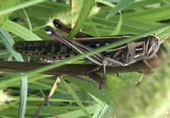 Schistocerca americana
