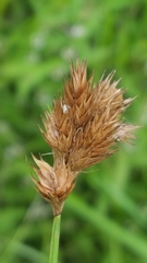 Carex scoparia