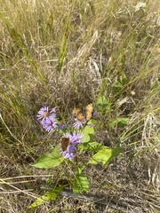 Phyciodes cocyta