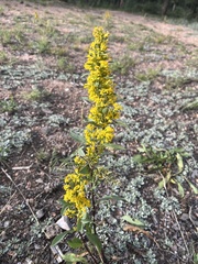 Solidago simplex