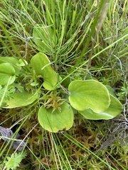 Parnassia glauca