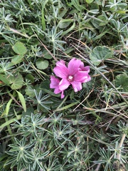 Sidalcea