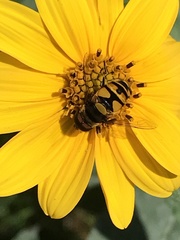 Eristalis transversa
