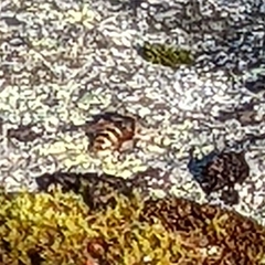 Sericomyia silentis