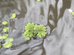 Azolla