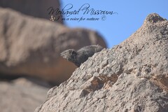 Procavia capensis