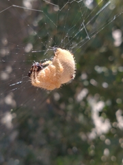 Araneus gemma