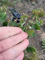 Apocynum androsaemifolium