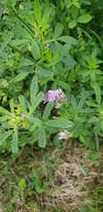 Medicago sativa