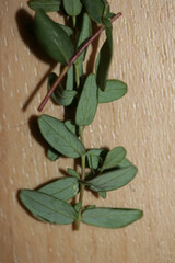 Hypericum pulchrum