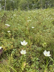 Parnassia glauca