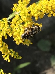 Eristalis dimidiata