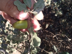 Quercus berberidifolia