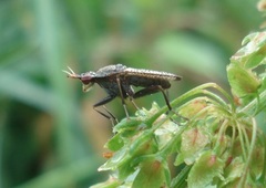 Coremacera marginata