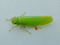 Cicadellidae