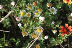 Aphanostephus ramosissimus