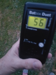 Pipistrellus pygmaeus