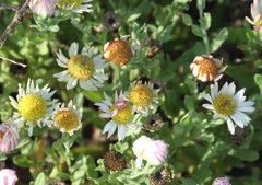 Aphanostephus ramosissimus