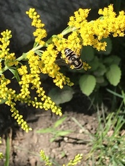 Eristalis dimidiata