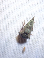 Telamona westcotti