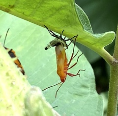 Oncopeltus fasciatus