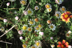 Aphanostephus ramosissimus