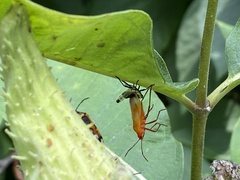 Oncopeltus fasciatus