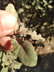 Quercus berberidifolia