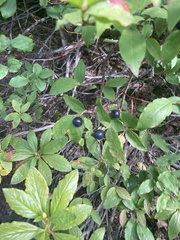 Vaccinium membranaceum