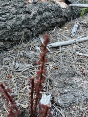 Pterospora andromedea