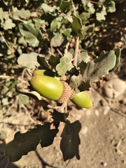 Quercus berberidifolia