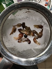 Acer pictum