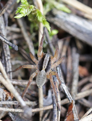 Alopecosa pulverulenta